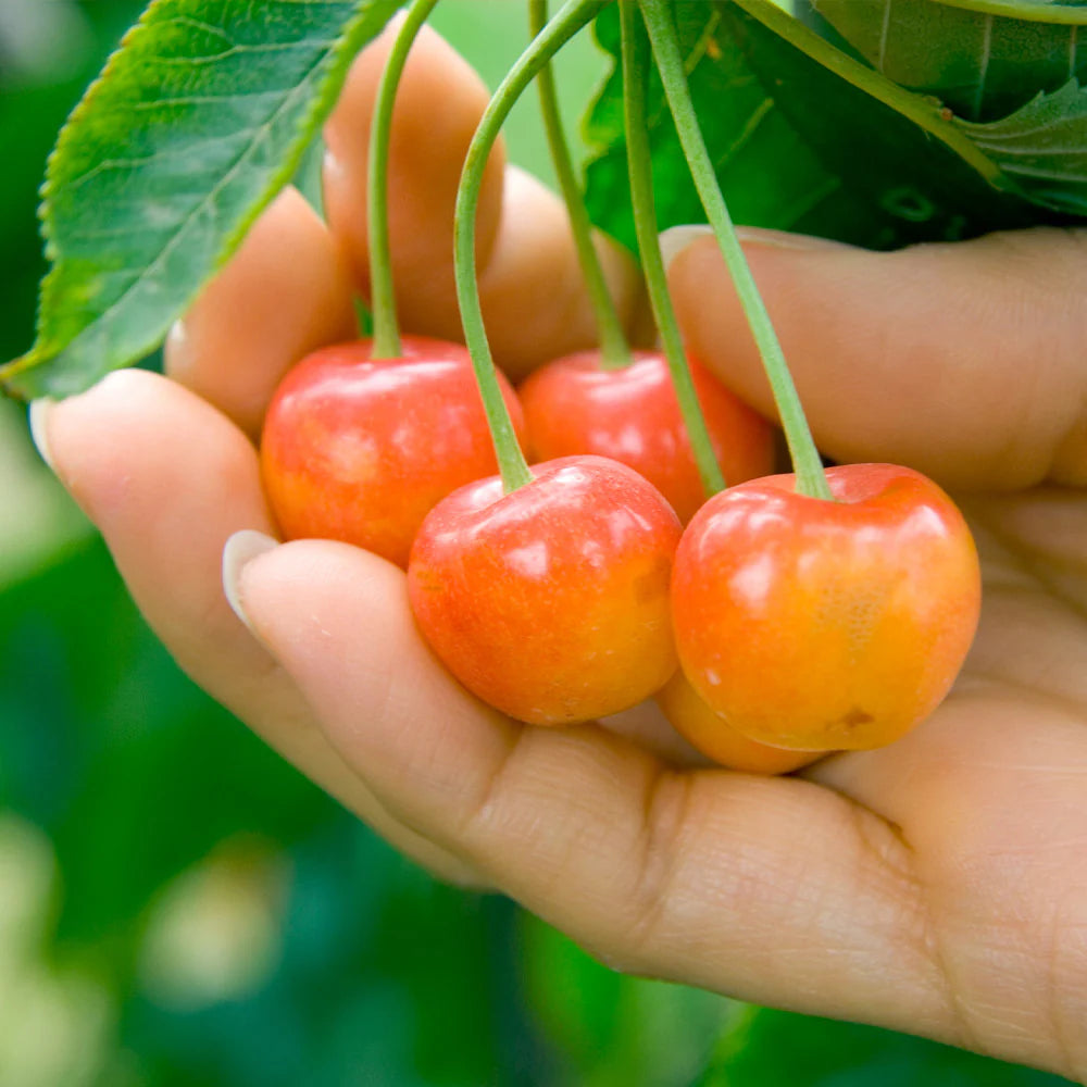 Rainier Sweet Cherry Tree Seeds for Planting