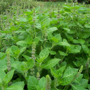 Rama Tulsi Seeds Holy Basil Seeds for Planting