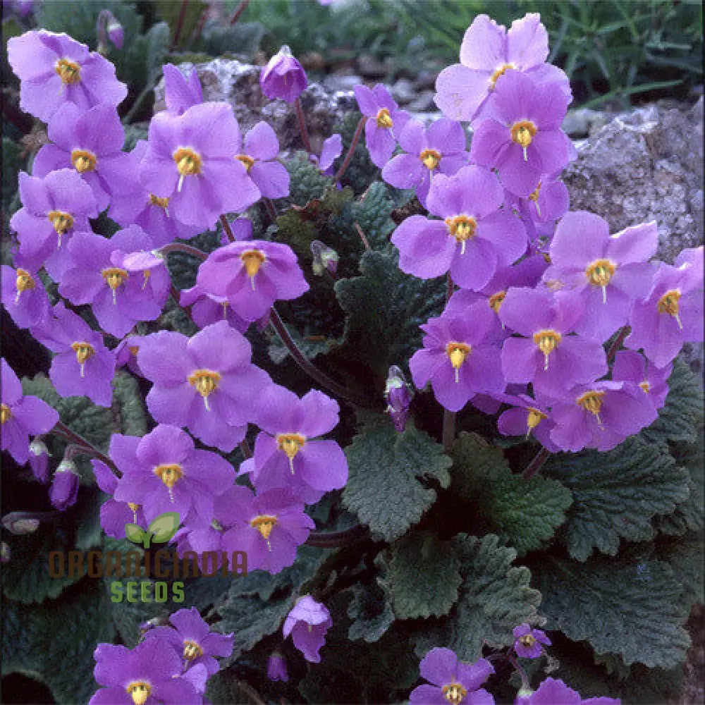 Ramonda Myconi Flower Seeds for Planting