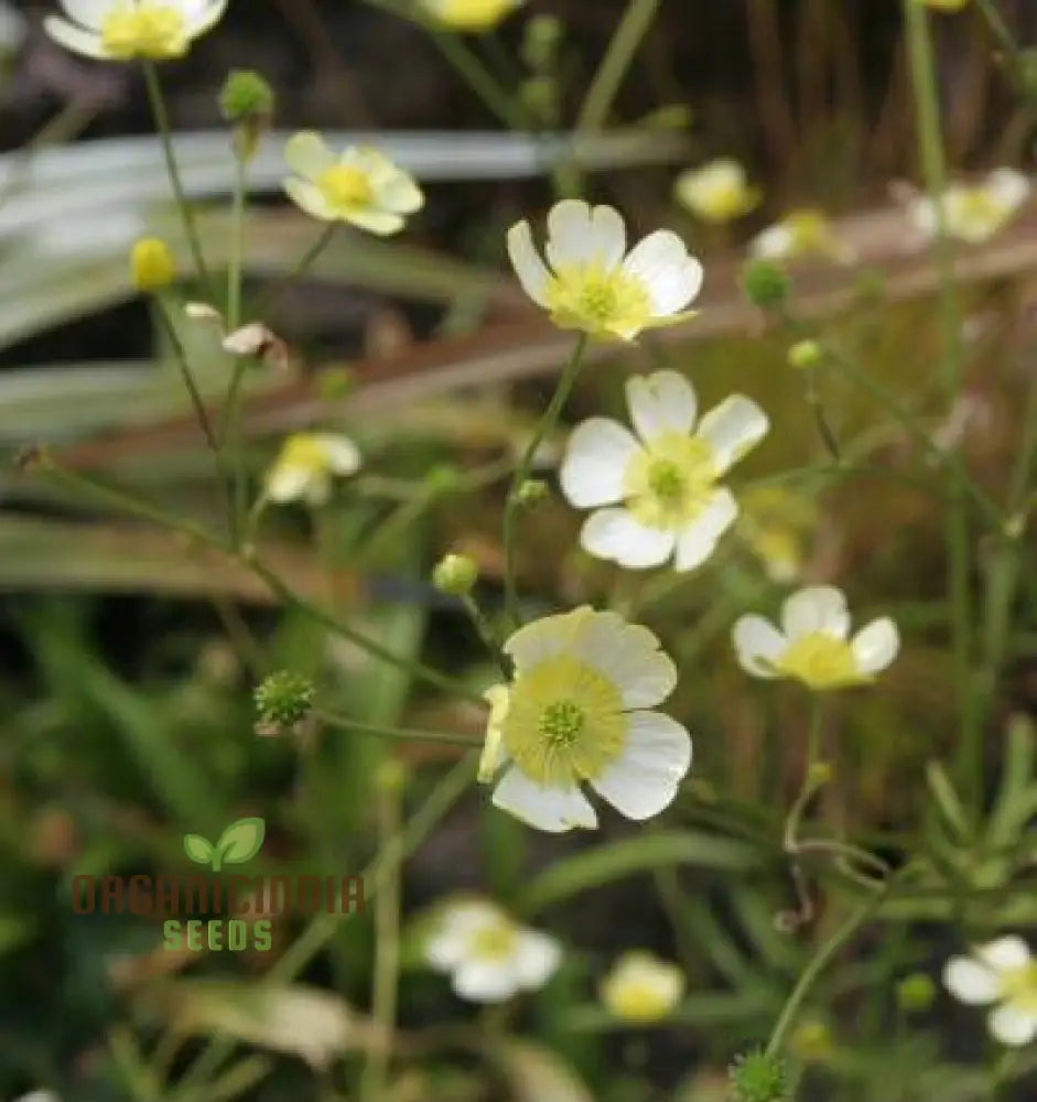 Ranunculus Acris â€™Citrinusâ€™ Flower Seeds For Planting Brightening Your Garden With Citrine Blooms