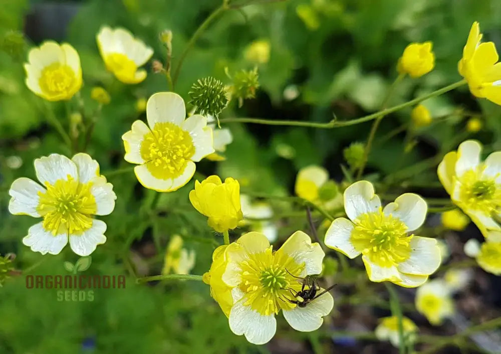 Ranunculus Acris â€™Citrinusâ€™ Flower Seeds For Planting Brightening Your Garden With Citrine Blooms
