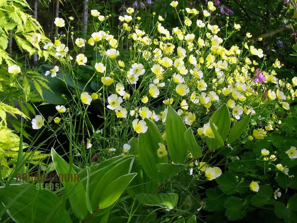 Ranunculus Acris â€™Citrinusâ€™ Flower Seeds For Planting Brightening Your Garden With Citrine Blooms