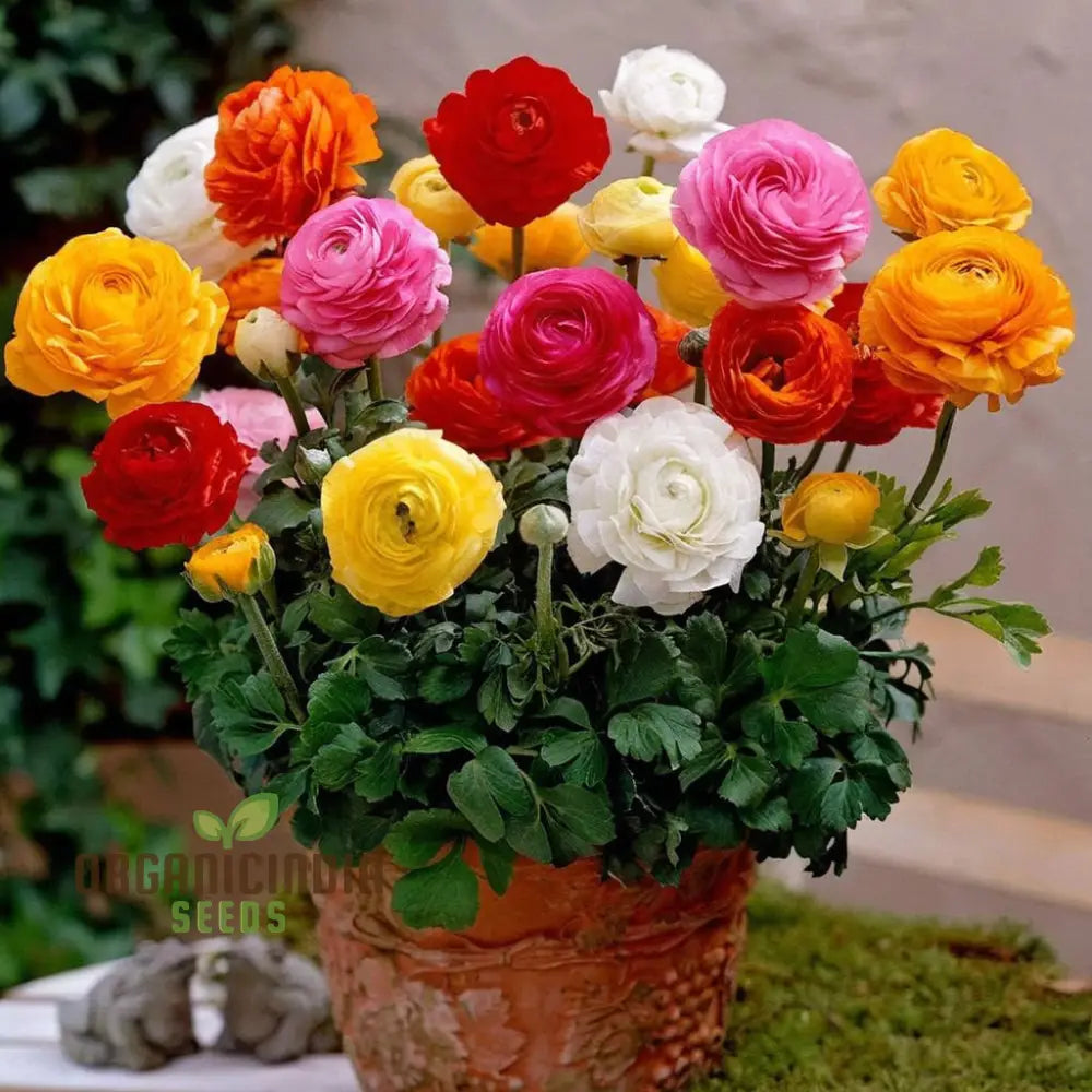 Ranunculus Flower Mixed Color Seeds â€“ Elevate Your Gardening Experience With A Spectrum Of