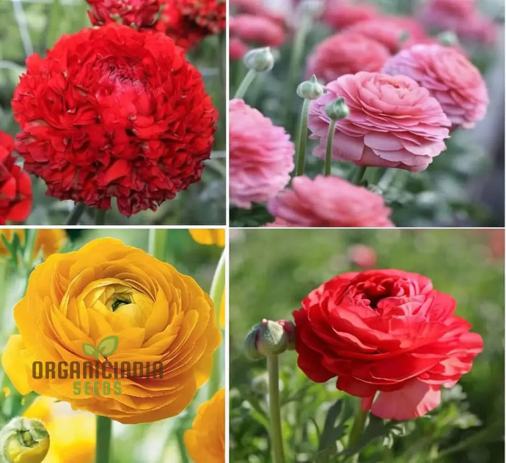 Ranunculus Flower Mixed Color Seeds â€“ Elevate Your Gardening Experience With A Spectrum Of
