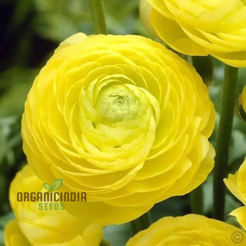 Yellow Ranunculus seeds grown in container for garden decoration