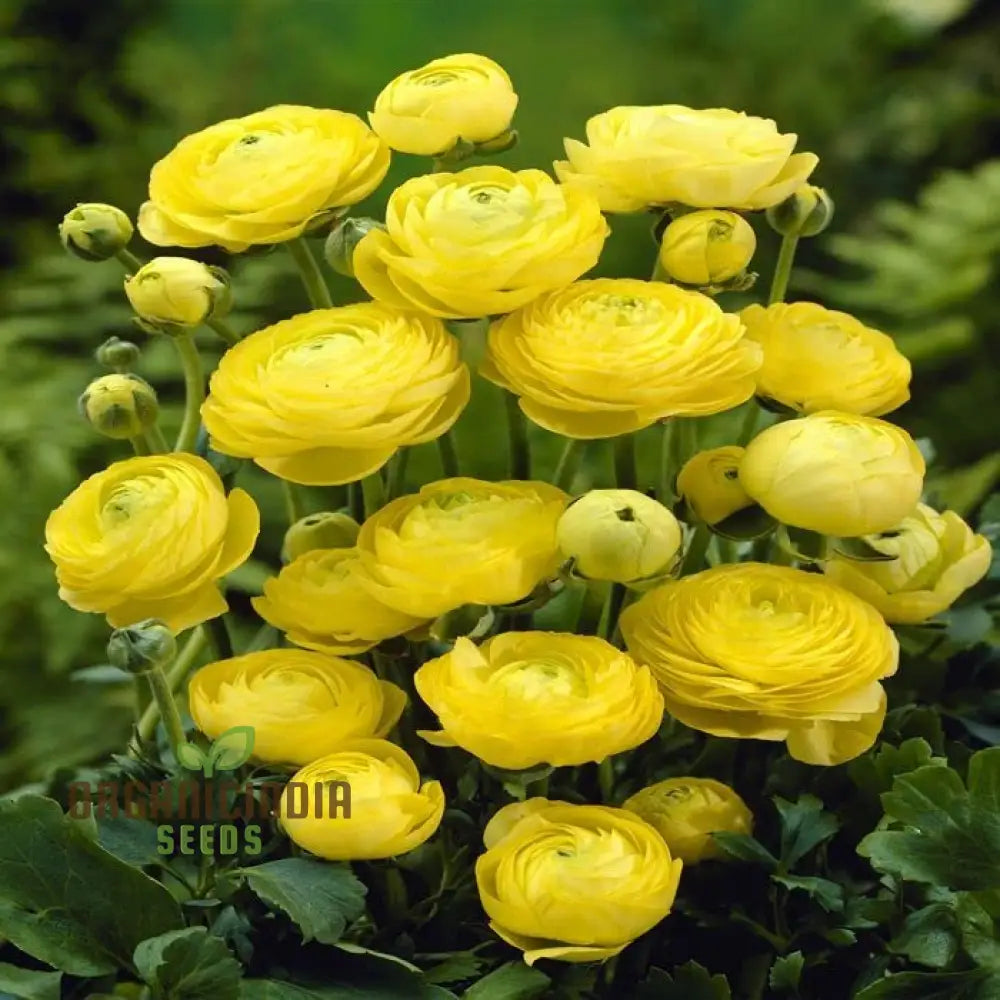 Mature Yellow Ranunculus plant grown from seeds in garden