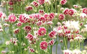 Rare Aquilegia Flower Seeds Nora Barlow for Cottage Gardens