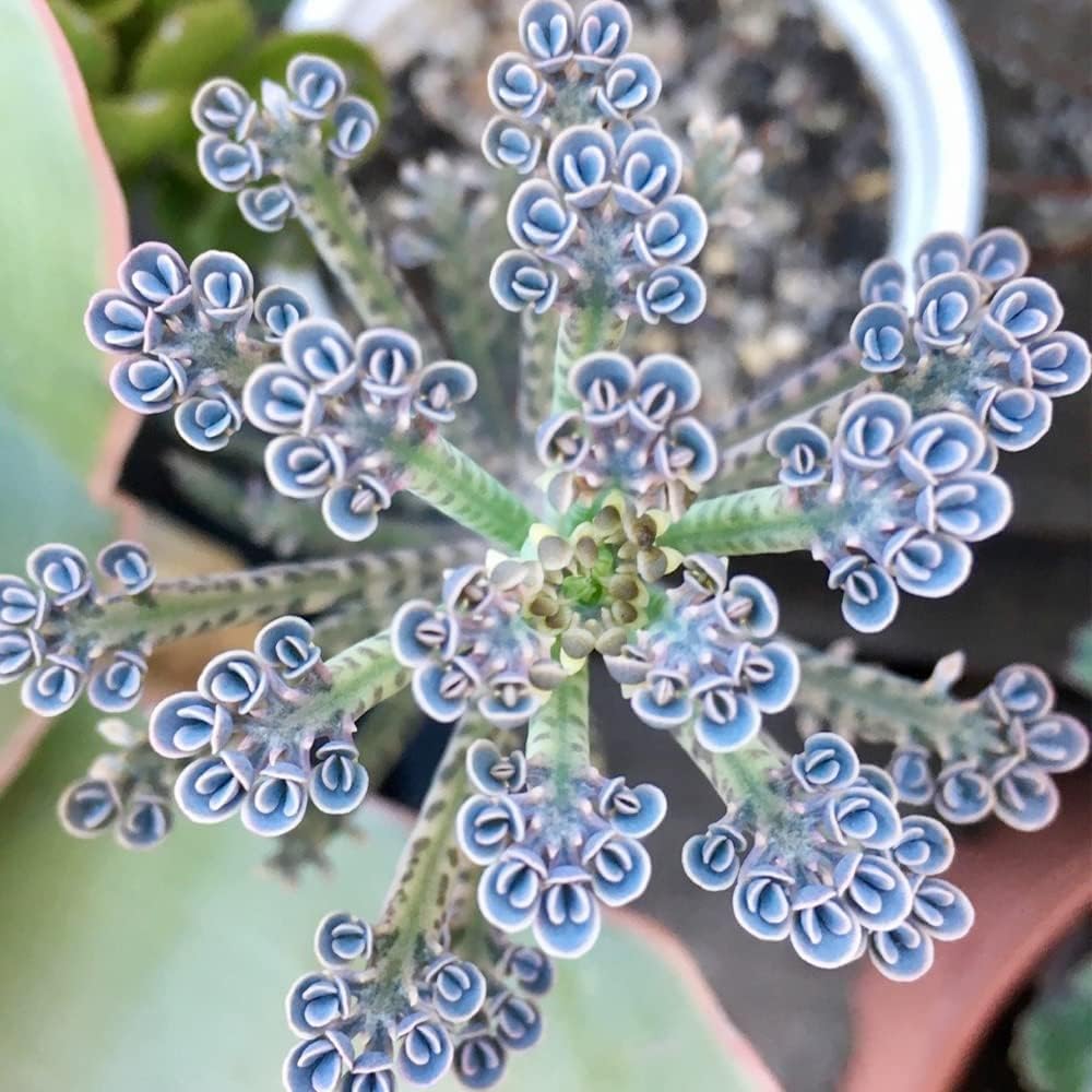 Rare Dark Blue Kalanchoe Seeds for Decorative Succulent Gardening
