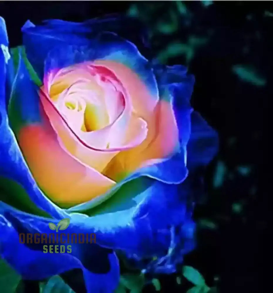 Semi Di Fiori Arcobaleno Rosa | 100 Pezzi, Biologici, Alto Tasso Di Germinazione | Per Giardino, Balcone