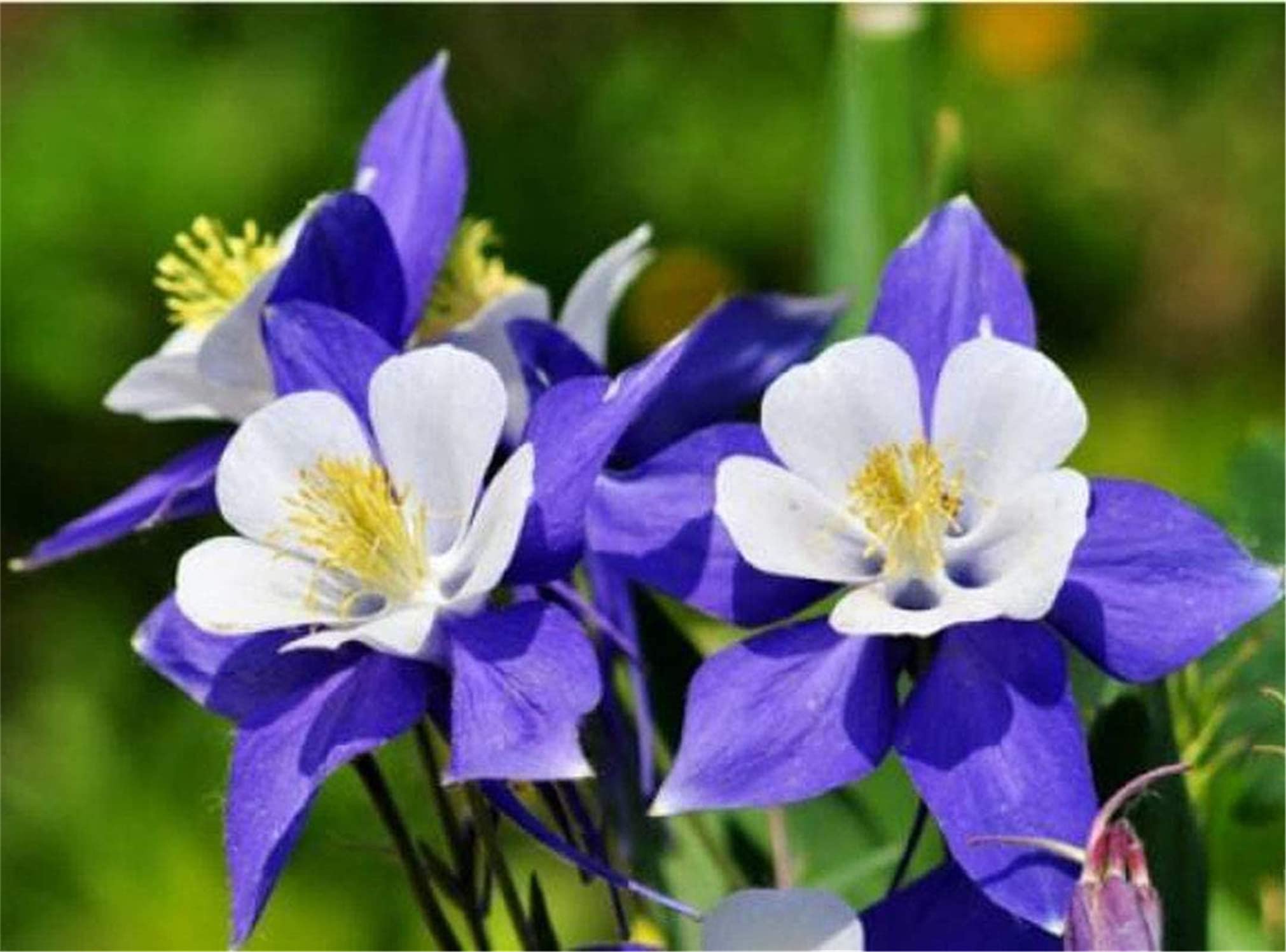 Rare Columbine Plant Seeds for Elegant Ornamental Gardens