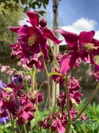 Rare Dark Flower Seeds Aquilegia Atrata for Ornamental Planting