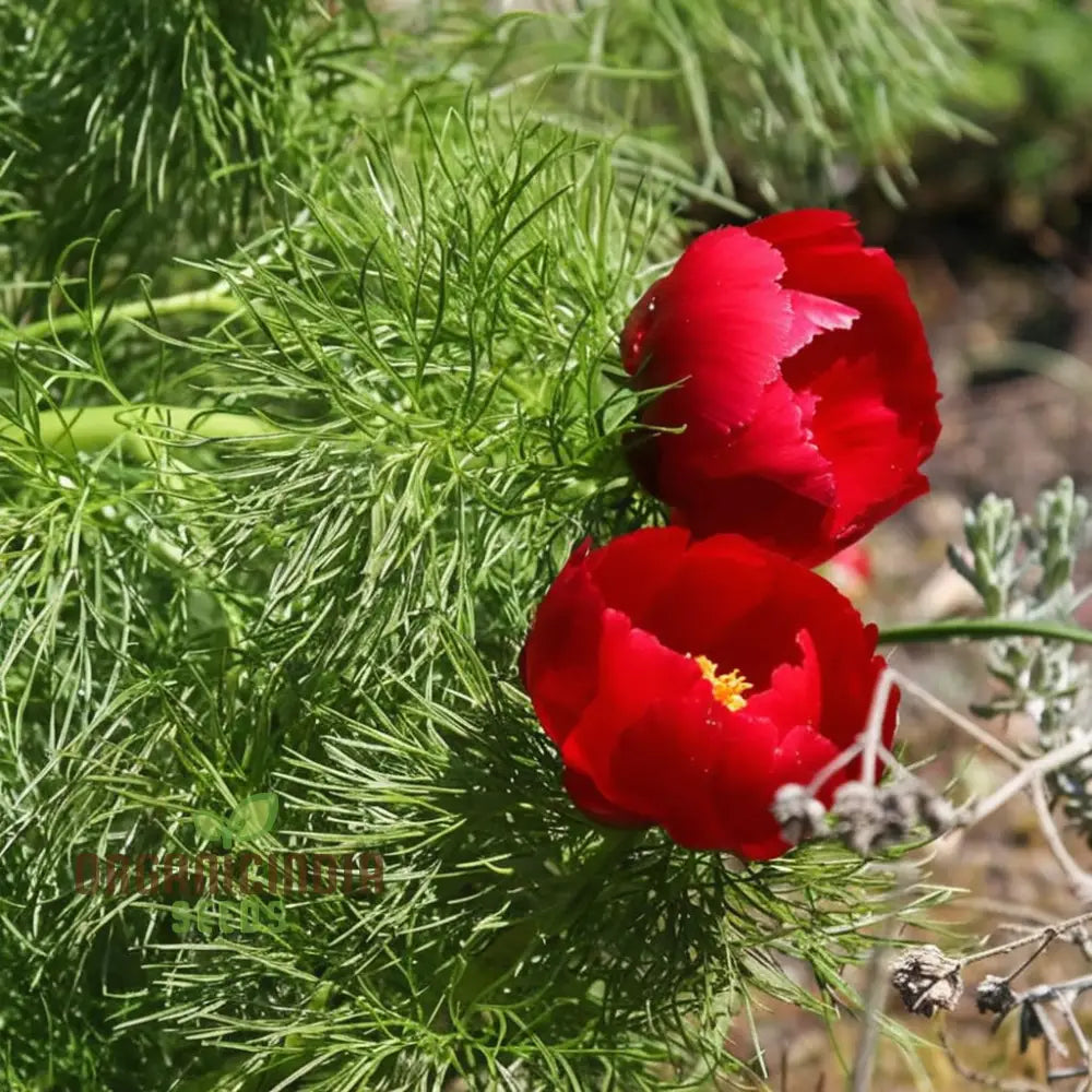 Rare Fern Leaf Peony blooms in early spring
