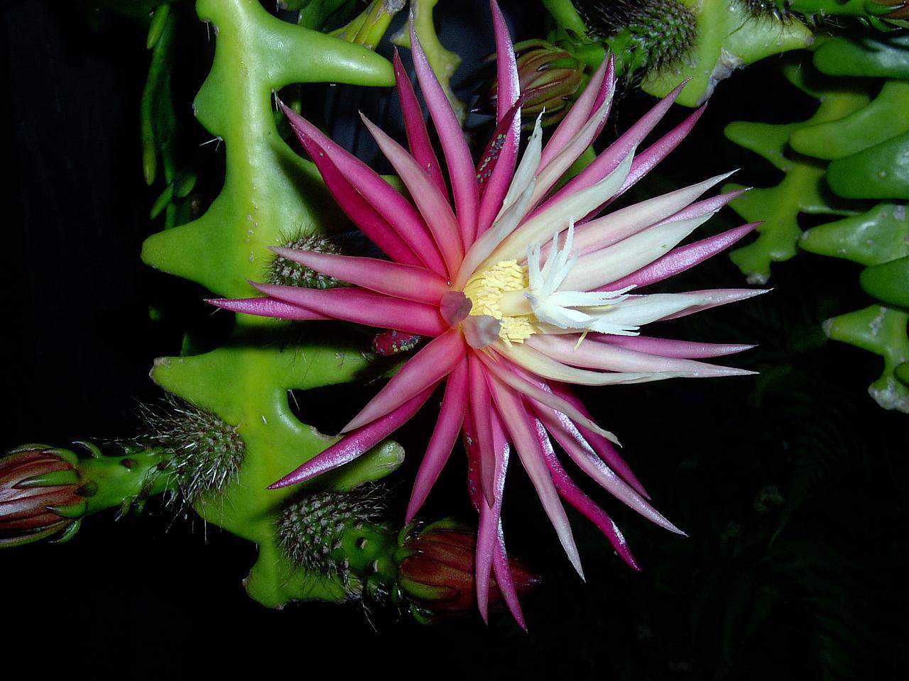 Rare trailing Fishbone Cactus plant
