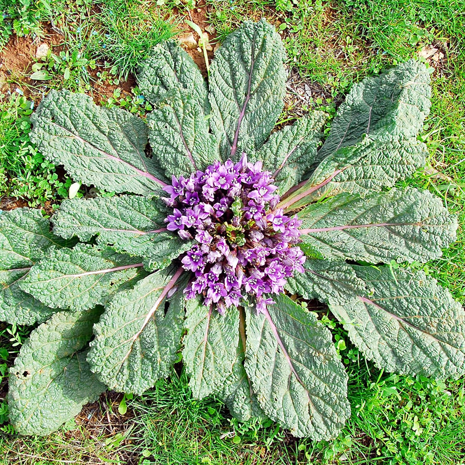 Rare Mandrake Plant Seeds for Gardening Outdoor