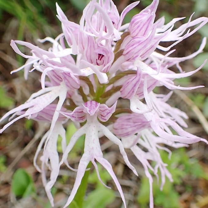 Rare purple monkey orchid bloom close-up