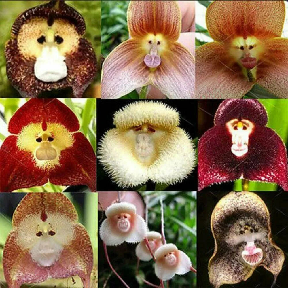 Rare Monkey Face Orchid seeds for gardens
