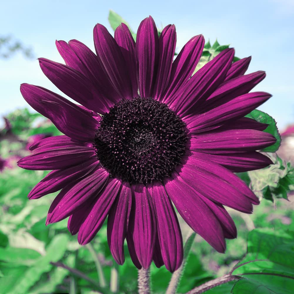 Rare Purple Sunflower Seeds for garden planting