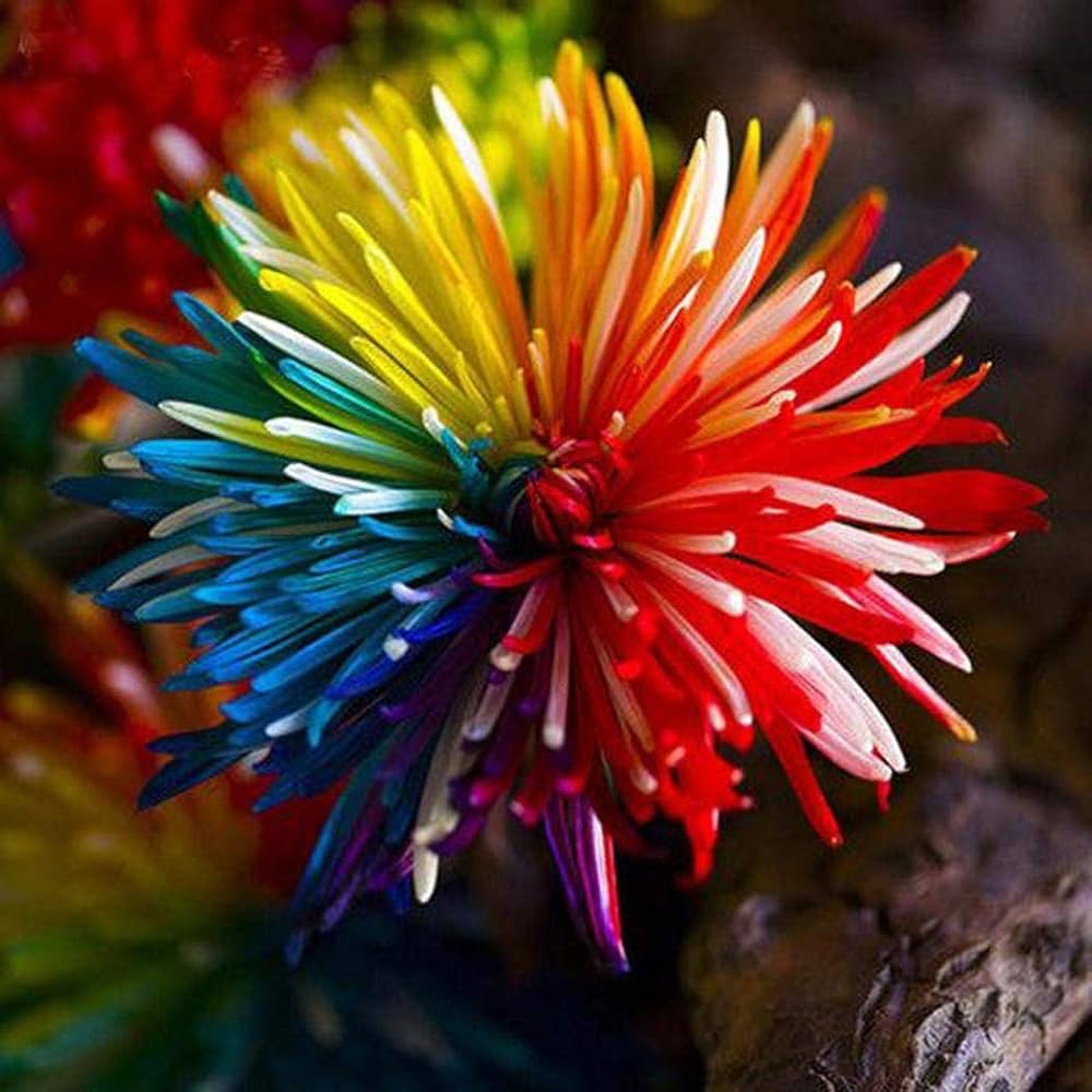 Rare rainbow chrysanthemum seeds for planting
