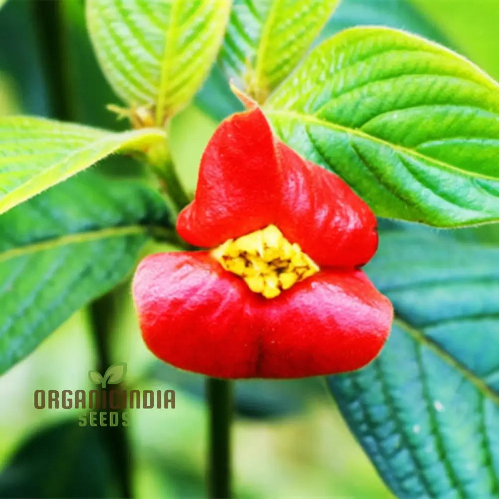 Rare Red Lips Seeds for Exotic Garden Planting
