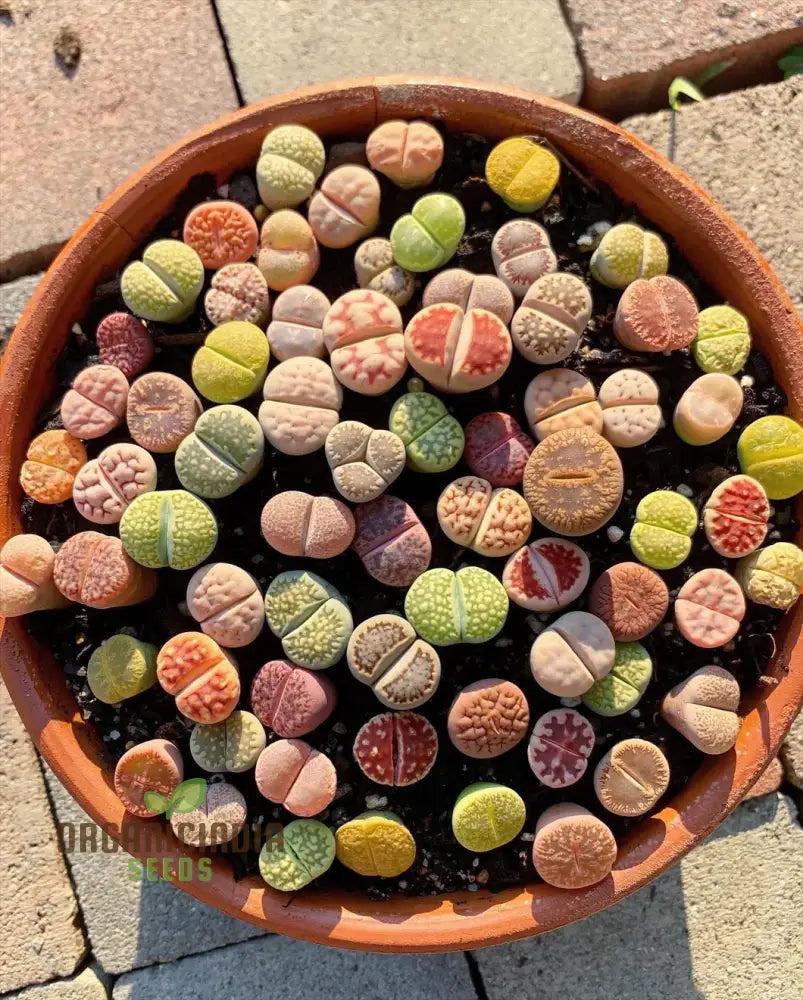 Rare succulent seeds for home gardening