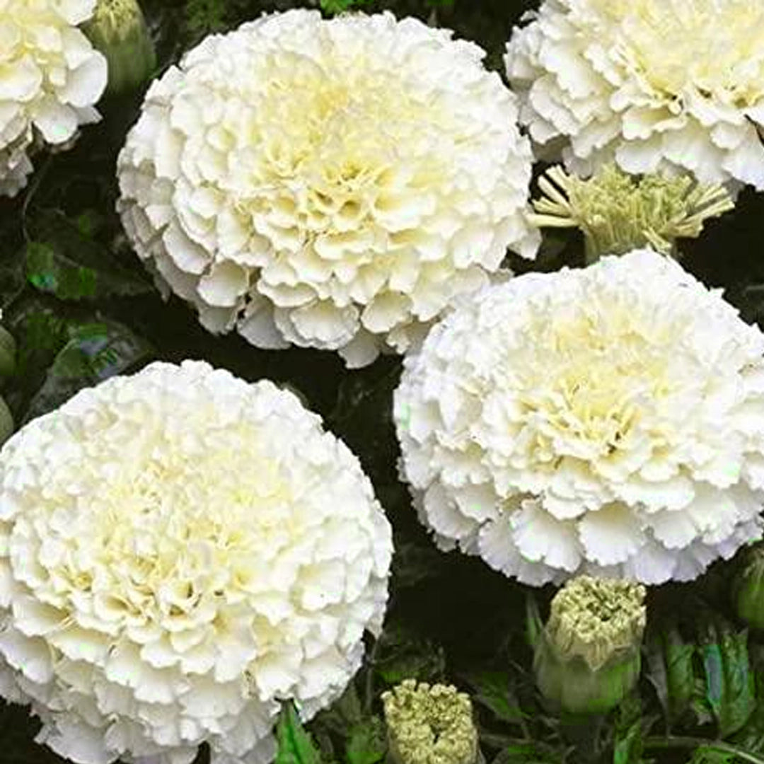 Rare white marigold seeds for bouquets and borders
