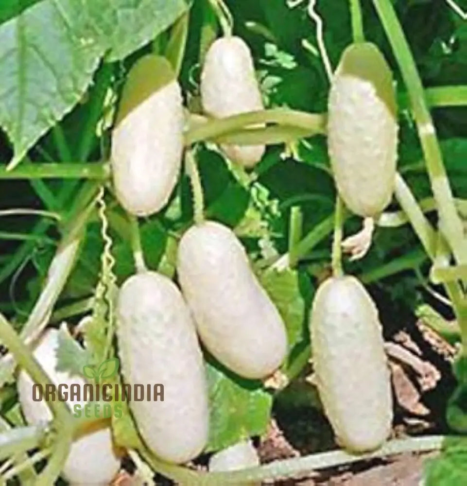 Rare White Wonder Cucumber Seeds for Home Garden, Crisp White Cucumbers