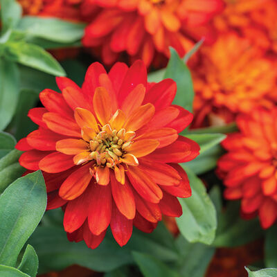 Rare Zinnia Seeds for Vibrant Heat Tolerant Garden Blooms