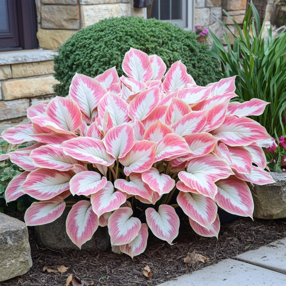 Rare Mix Hosta Seeds with Pink and White Variegated Leaves