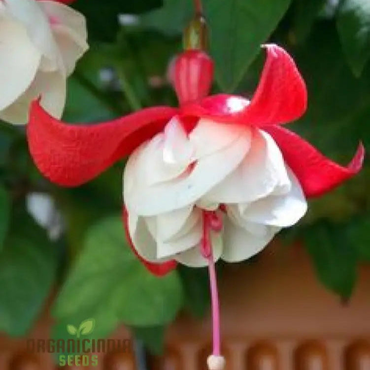 â€™Rari Verde Milii Beautiful Flower Seeds Planting - 100 Pcsâ€™ Seeds