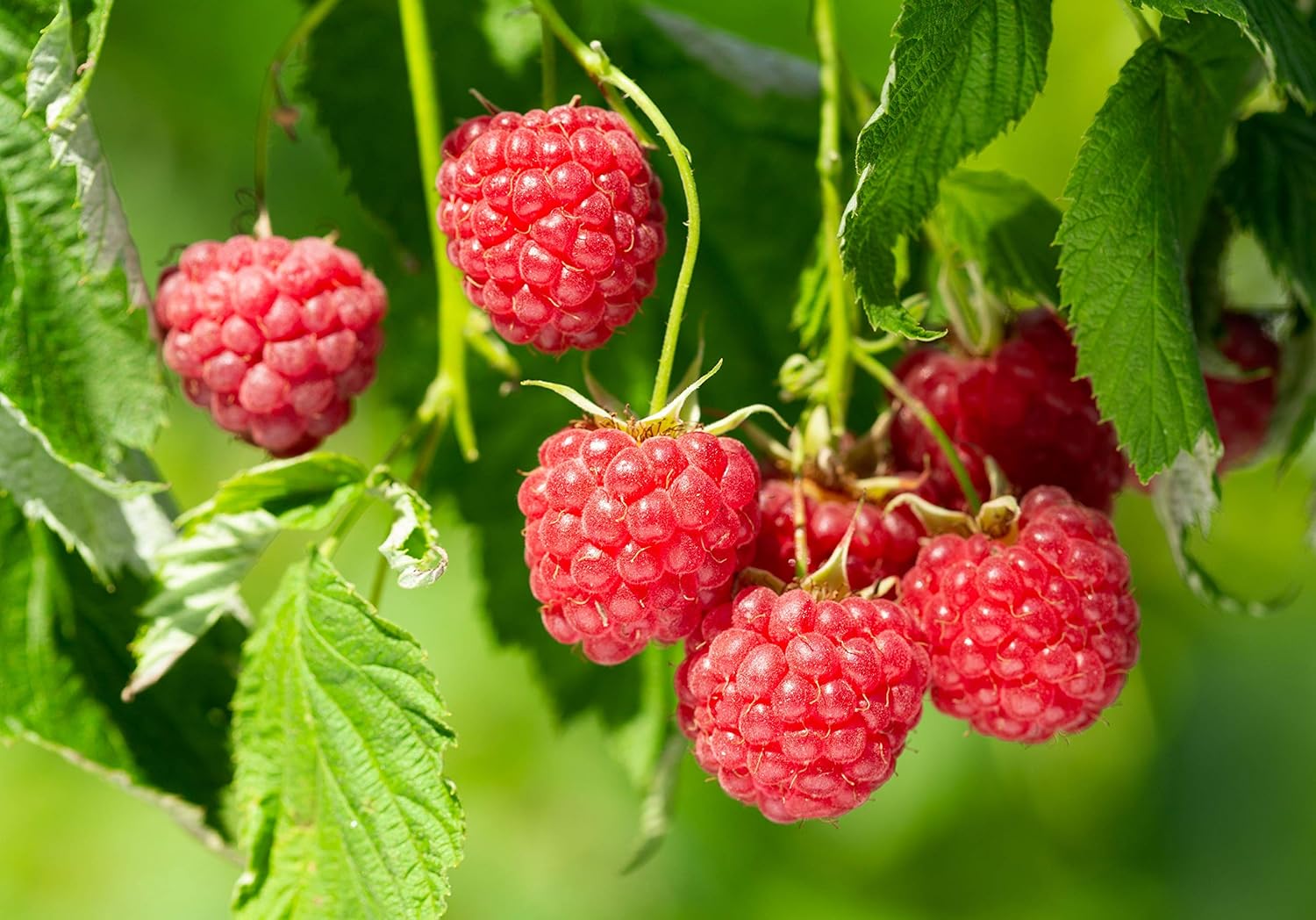 Raspberry fruit seeds for home gardens