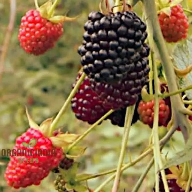 Raspberry Glaucus (Andean Variety) Seeds For Your Gardening Needs
