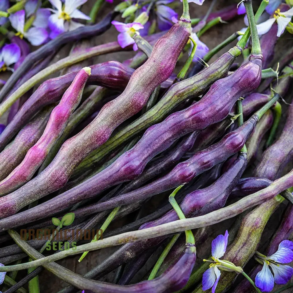 Rat Tail (Purple) Radish Seeds for Garden, Unique and Exotic Vegetable Seeds