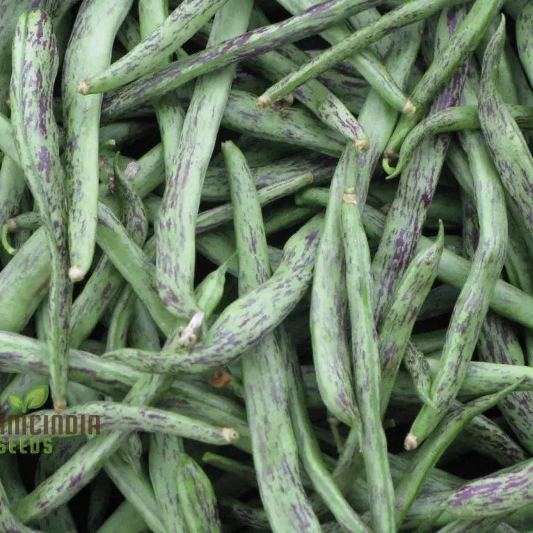 Rattlesnake Snap Bean Seeds For Planting - Premium Heirloom For Home Gardening | Vibrant Flavorful