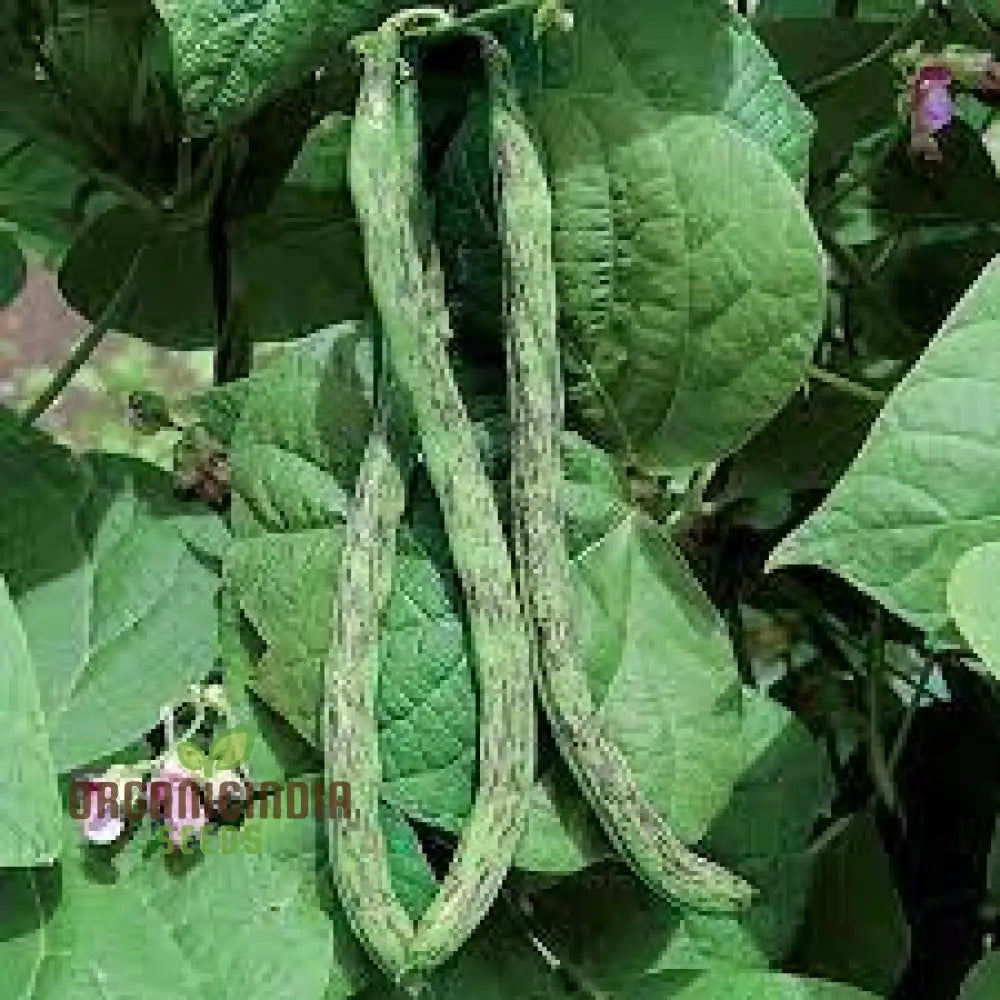 Rattlesnake Snap Bean Seeds For Planting - Premium Heirloom For Home Gardening | Vibrant Flavorful
