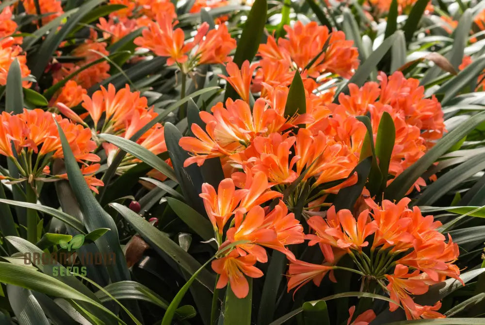 Real Clivia Seeds For Planting Bonsai Flower (Not Bulbs) Perennial (100Pcs)