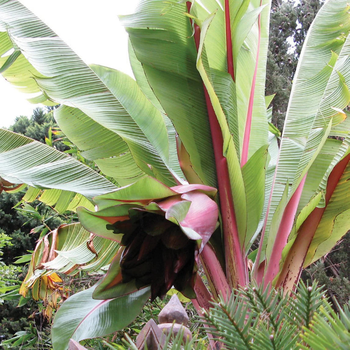 Red Abyssinian Banana Seeds (Ensete ventricosum Maurelii) for Planting