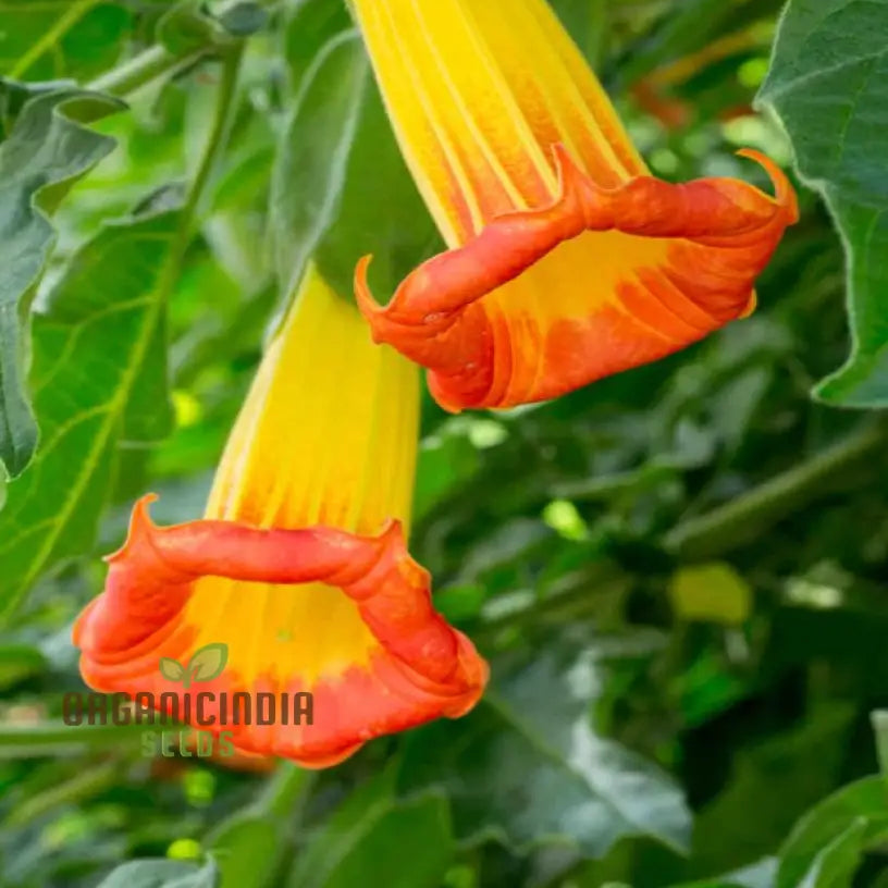 Red Angelâ€™s Trumpet Flower Seeds Brugmansia Sanguinea For Gardening - 100 Pcs