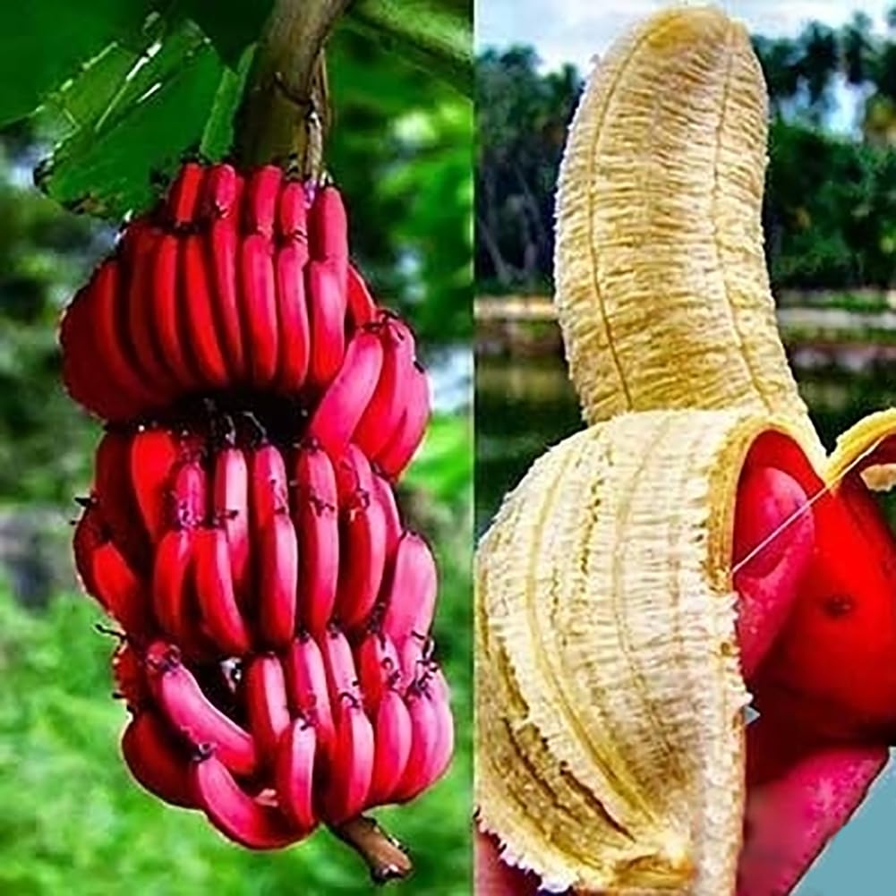 Cluster of Ripening Red Bananas on Plant