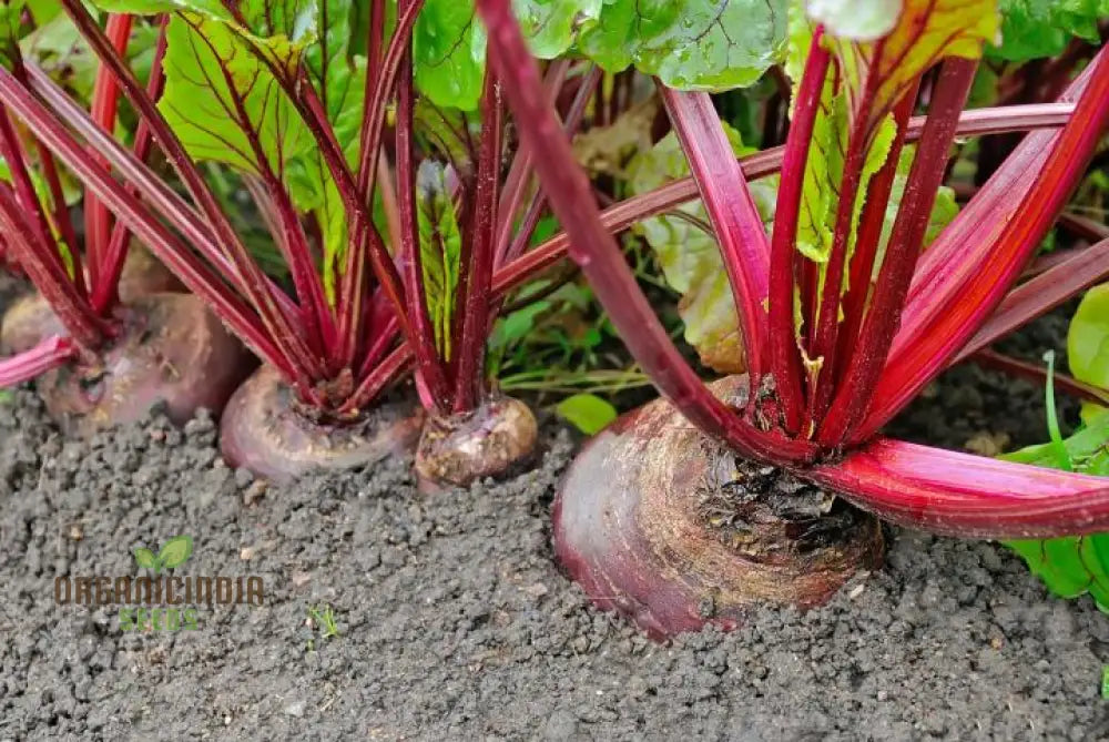 Harvested Red Beets from Premium Beet Seeds for Fresh Meals