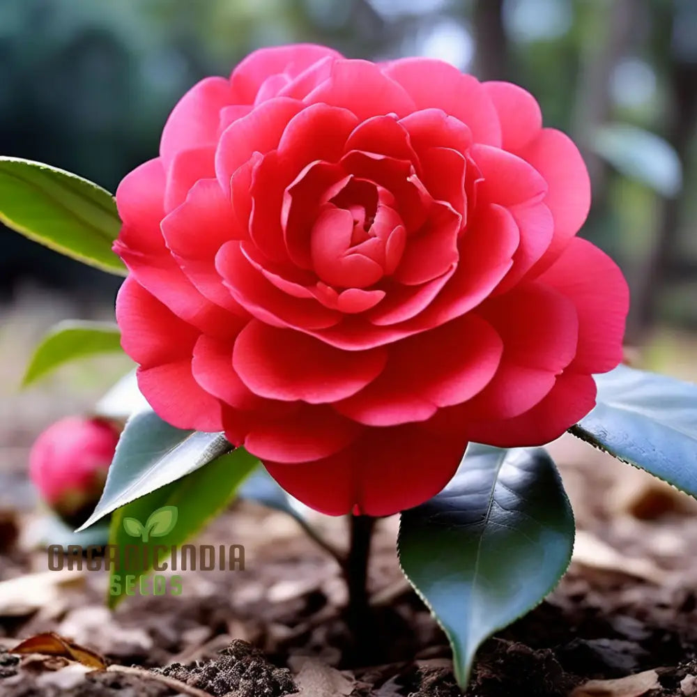 Red Camellia flower seeds for planting