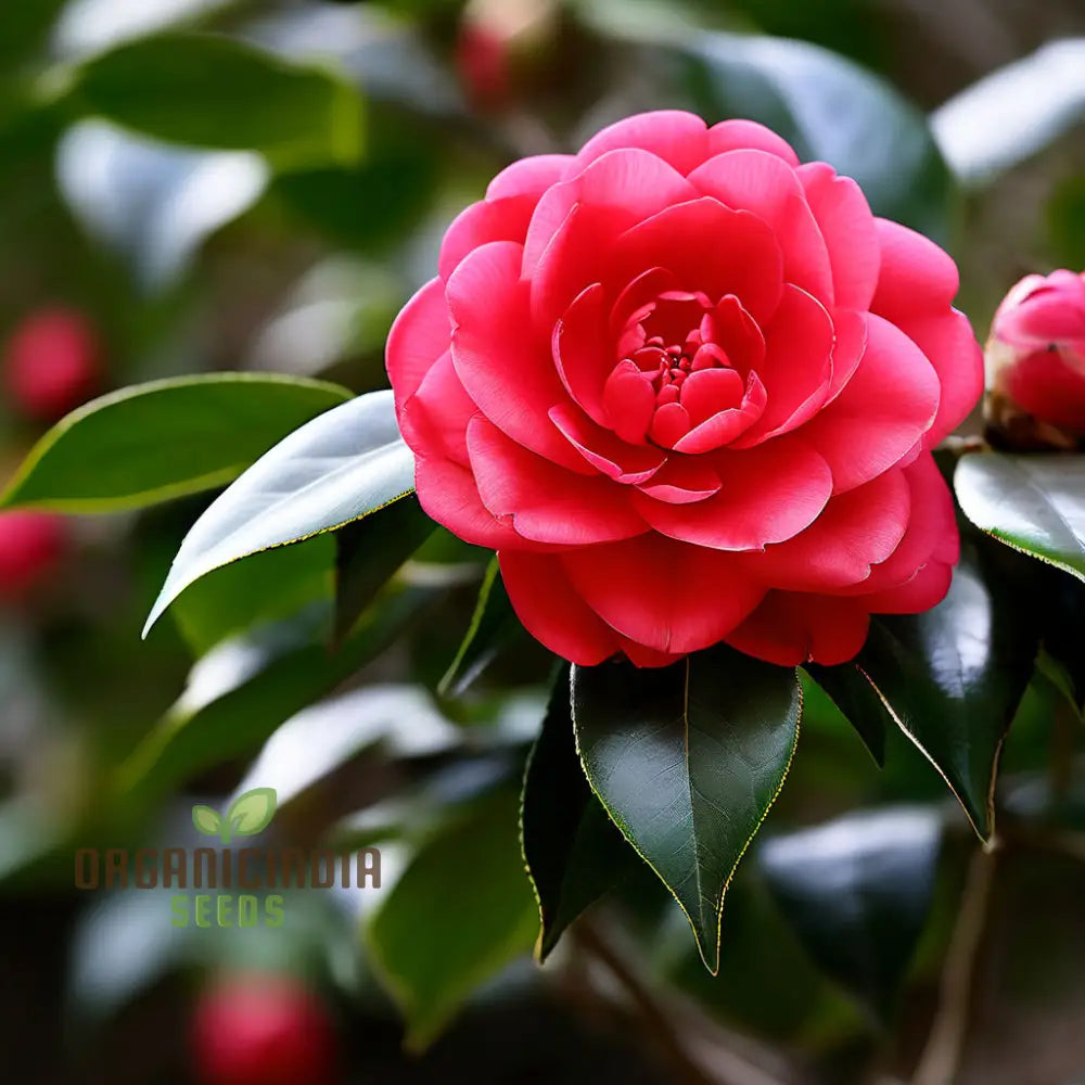 Mature Camellia shrub with red flowers
