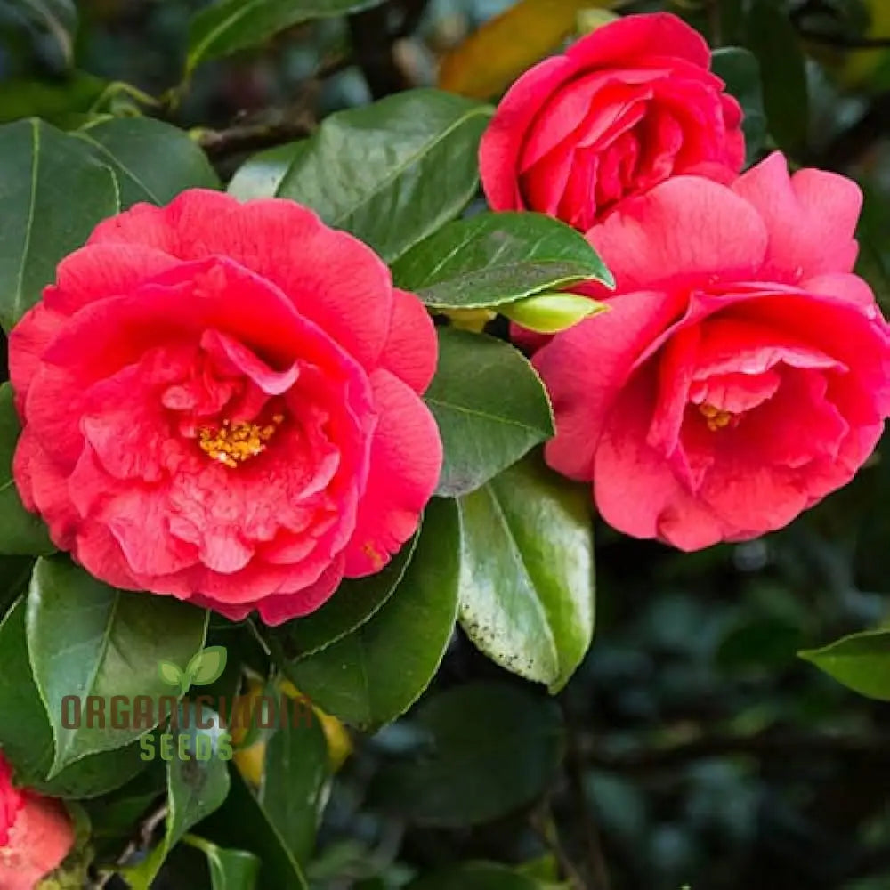 Red Camellia Japonica seeds for all season flowering plants