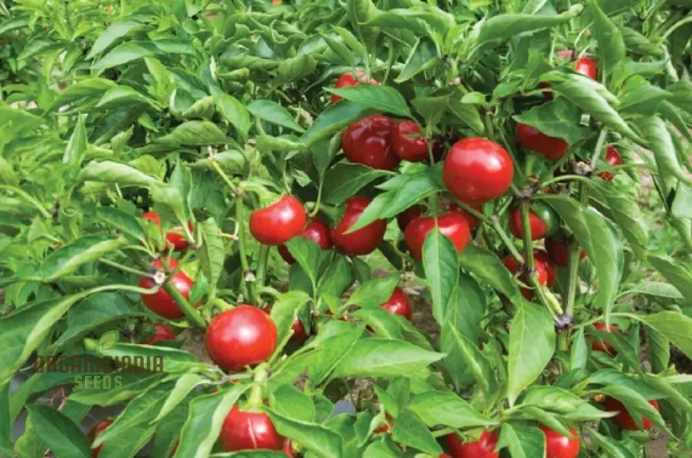Ripe Red Cherry Sweet Peppers Growing from Seeds, Garden Vegetables