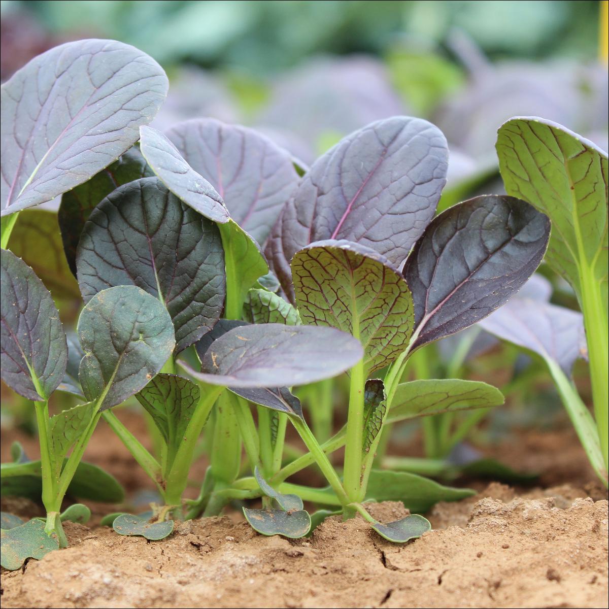 Semillas de Pak Choi Rojo F1 Eleva tu experiencia de jardinería con cosechas nutritivas y llenas de sabor