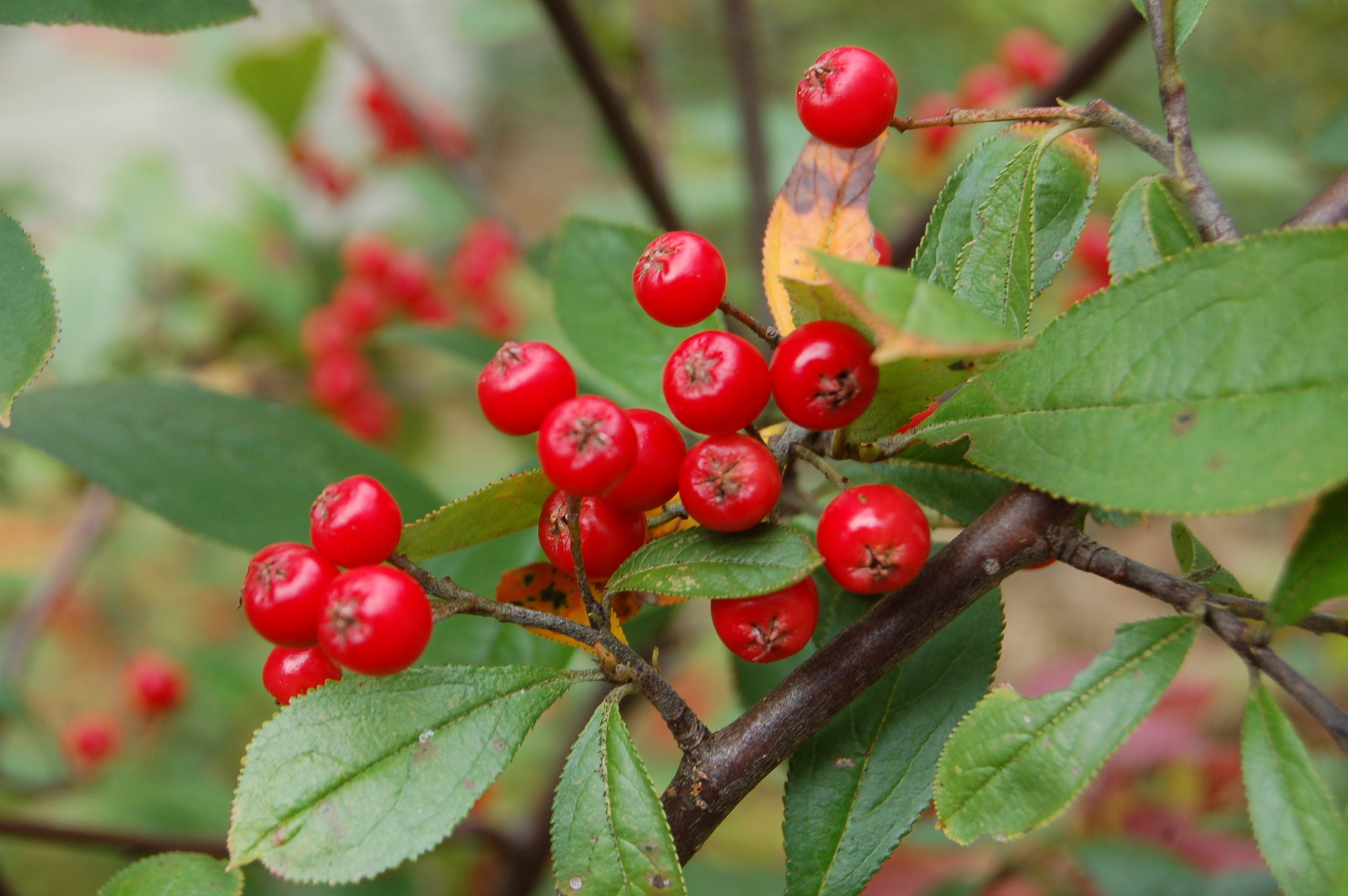 Non-GMO Red Chokeberry Seeds – Hardy Ornamental Fruiting Shrub