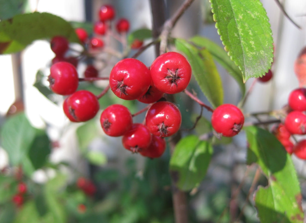 Red Chokeberry Shrub with White Flowers in Bloom – Grown from Seeds