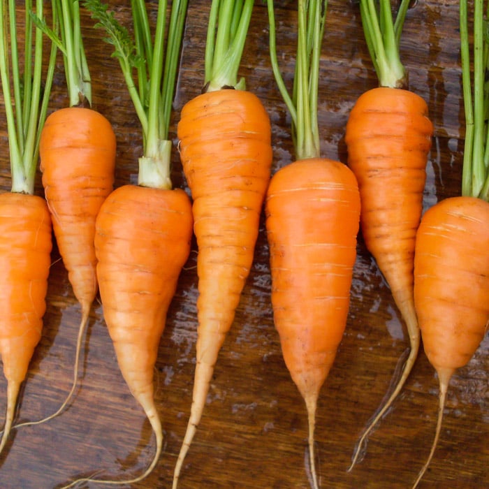 Mature Red-Cored Chantenay Carrot Plant, Sweet and Crisp Roots