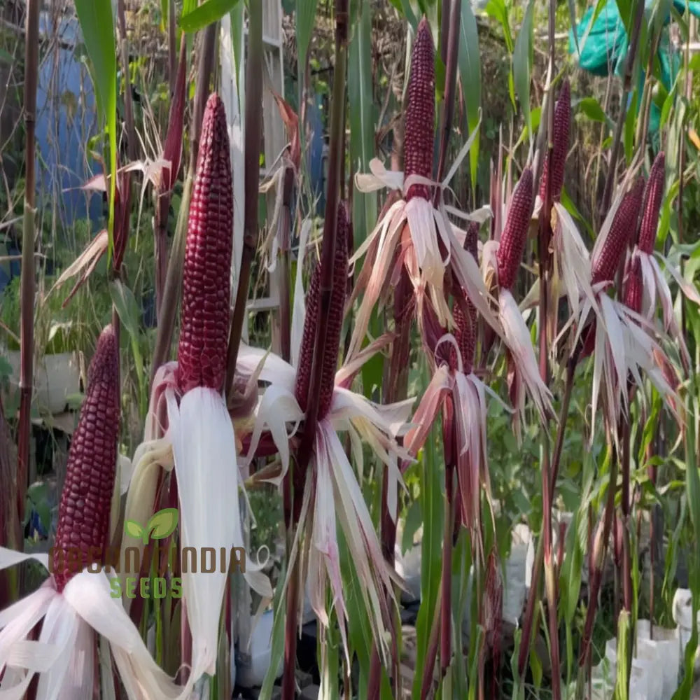 Closeup of Vibrant Red Corn Ears Grown from Corn Seeds