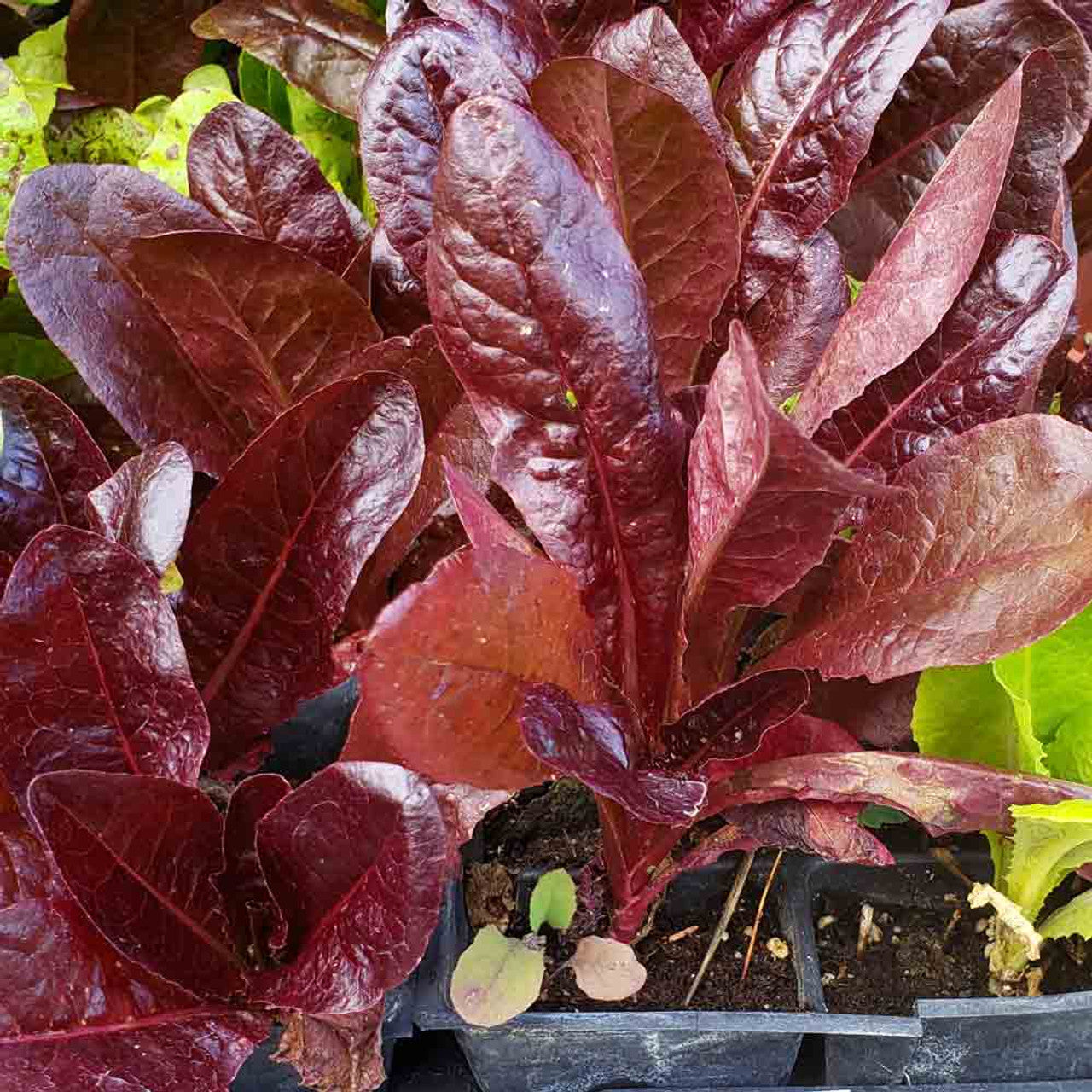 Red Cos Lettuce Leaves Closeup, Homegrown Salad Greens