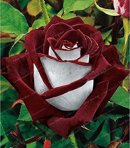 Red-Edged Black Rose Seeds for Stunning Garden Blooms